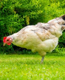 chicken-889967_1920