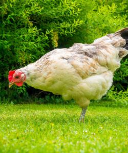 chicken-889967_1920